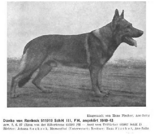 German Shepherd