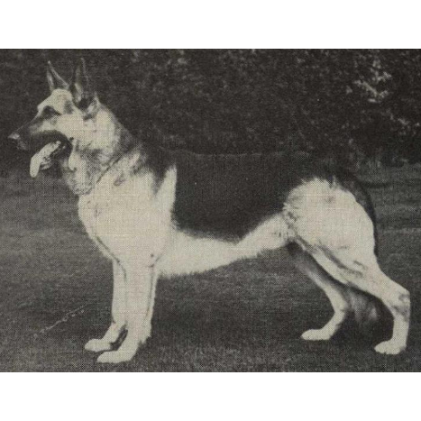 German Shepherd