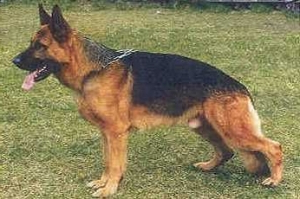 German Shepherd