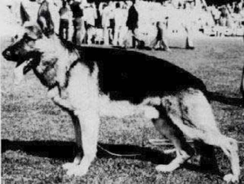 German Shepherd
