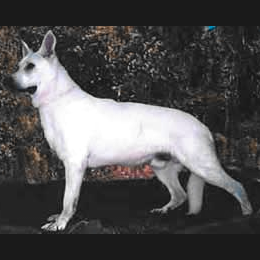 German Shepherd