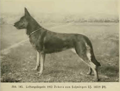 German Shepherd