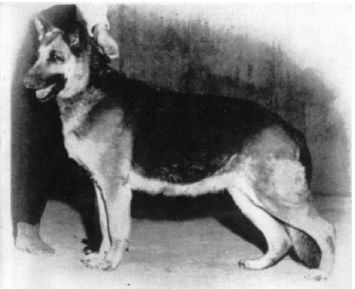 German Shepherd