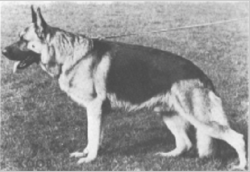 German Shepherd