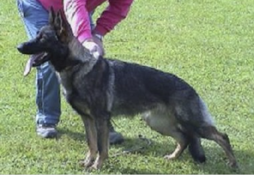 German Shepherd