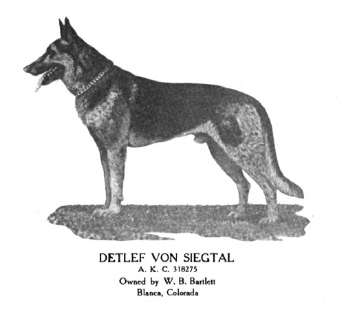 German Shepherd
