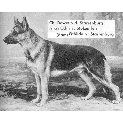 German Shepherd