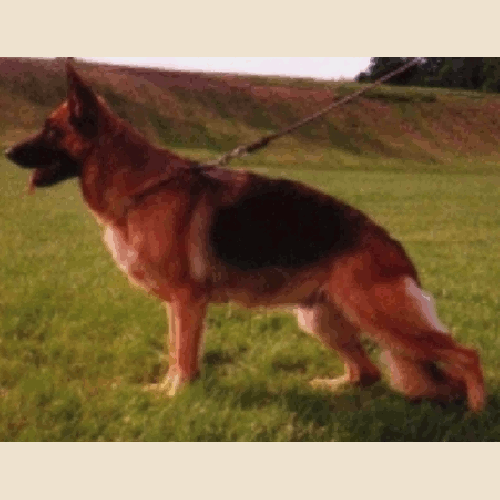 German Shepherd