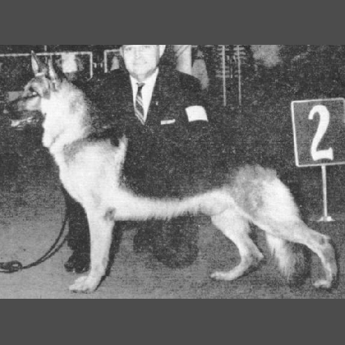 German Shepherd