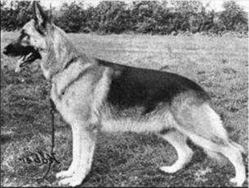 German Shepherd