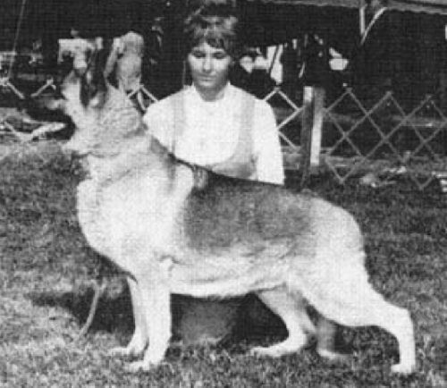 German Shepherd
