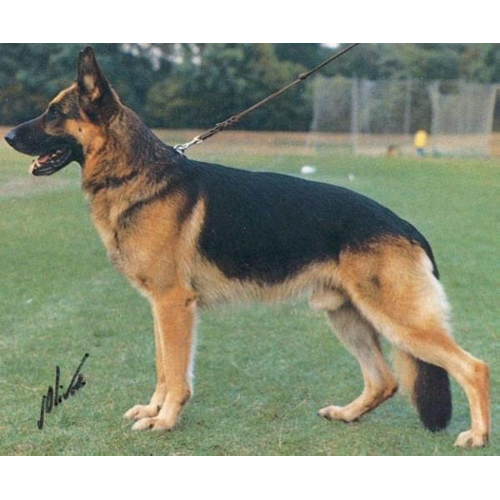 German Shepherd