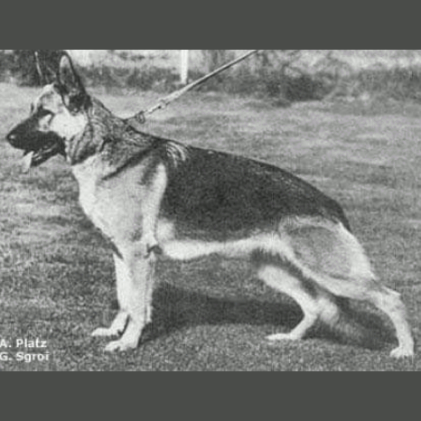 German Shepherd