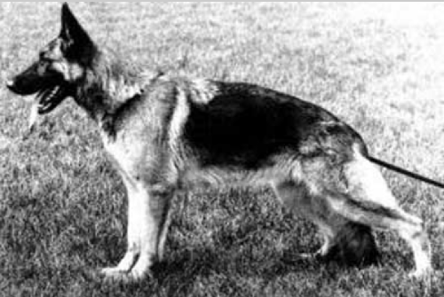 German Shepherd