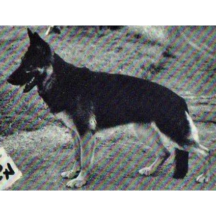 German Shepherd