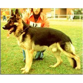 German Shepherd