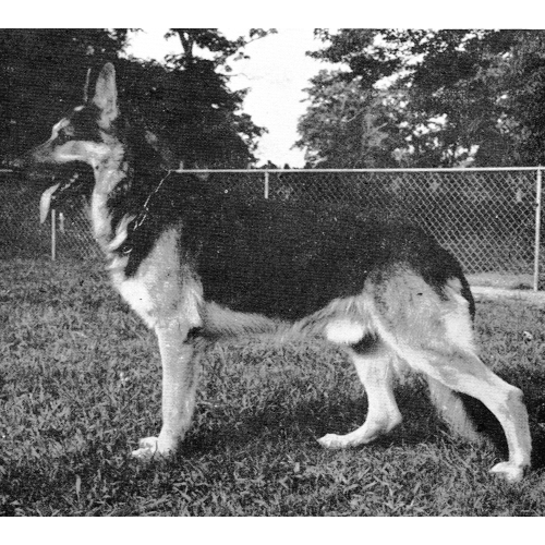 German Shepherd