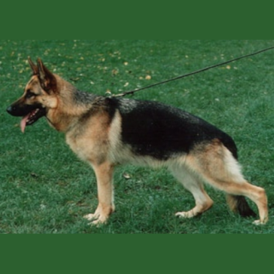 German Shepherd