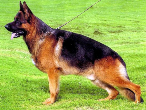 German Shepherd
