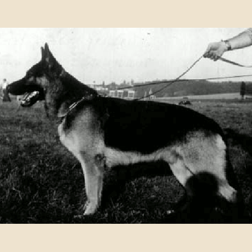 German Shepherd