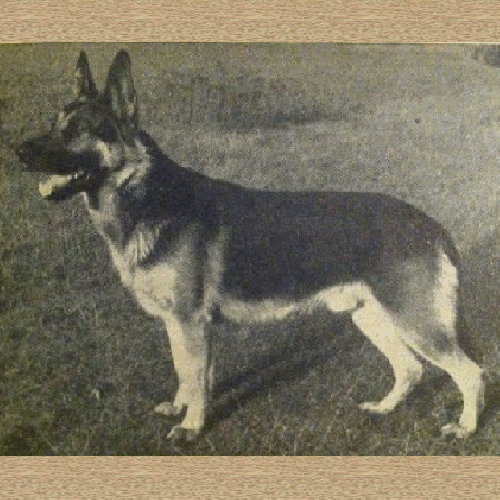 German Shepherd