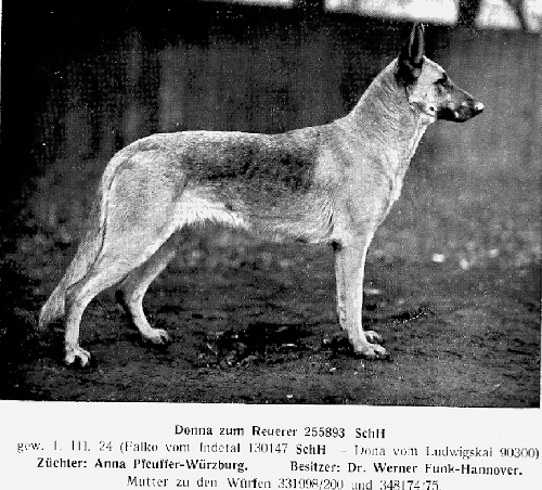 German Shepherd