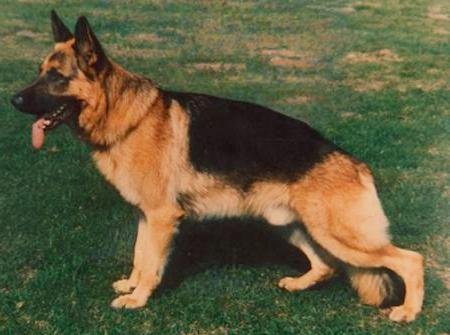 German Shepherd