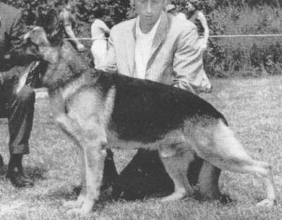 German Shepherd