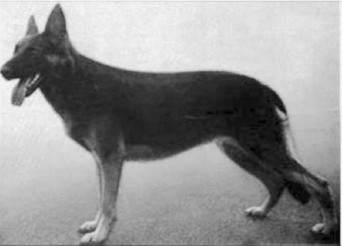 German Shepherd