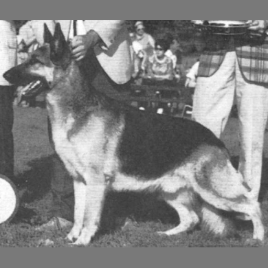 German Shepherd