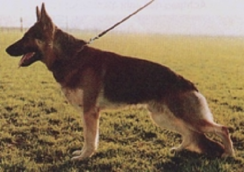 German Shepherd