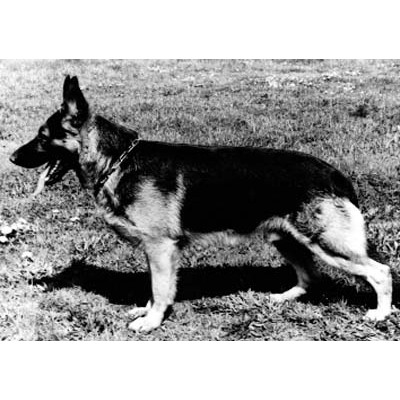 German Shepherd