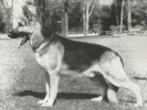 German Shepherd