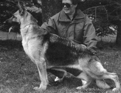 German Shepherd