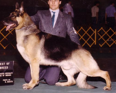 German Shepherd