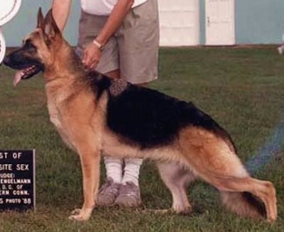 German Shepherd
