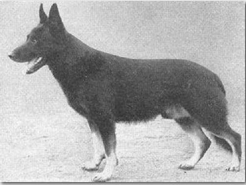 German Shepherd