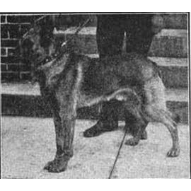 German Shepherd