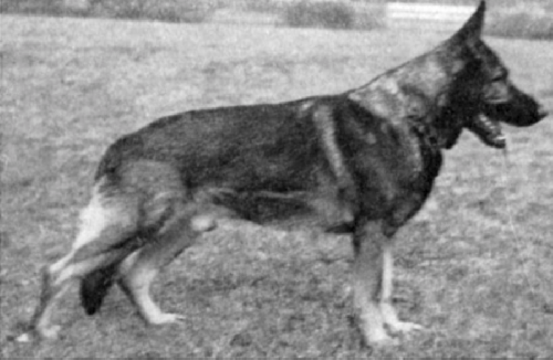 German Shepherd