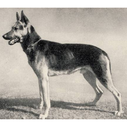 German Shepherd