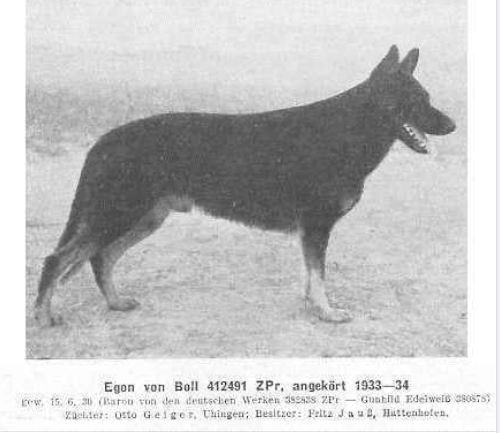 German Shepherd