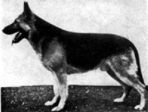German Shepherd