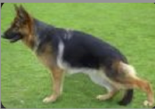 German Shepherd