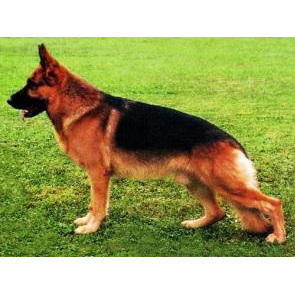 German Shepherd