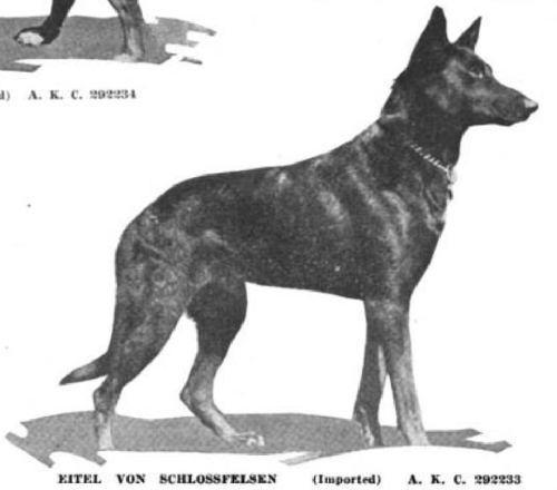 German Shepherd