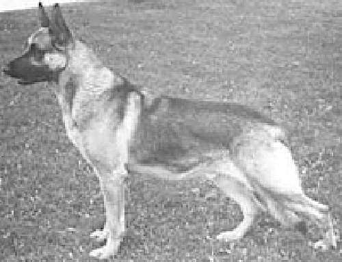 German Shepherd