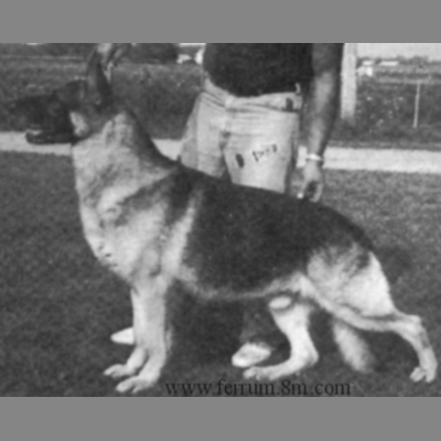 German Shepherd