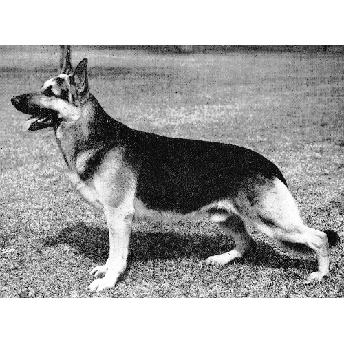German Shepherd