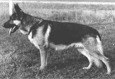 German Shepherd