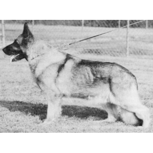 German Shepherd